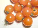 cherrytomatos0757.jpg (619094 bytes)