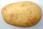 potato0730.jpg (339000 bytes)