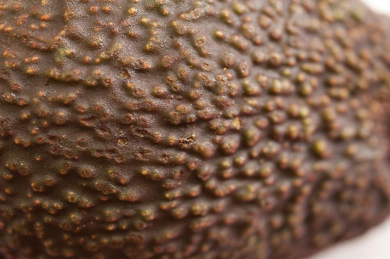 Free Stock Photo: Background texture of ripe avocado skin showing the rough stippled surface of this popular salad ingredient