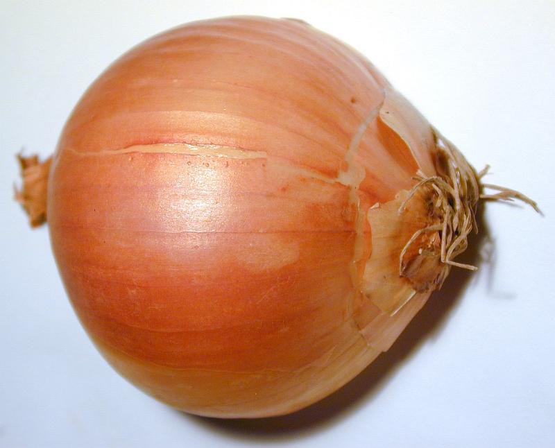 Free Stock Photo: Whole fresh brown onion used as a cooking and salad ingredient for its pungent flavor, close up view