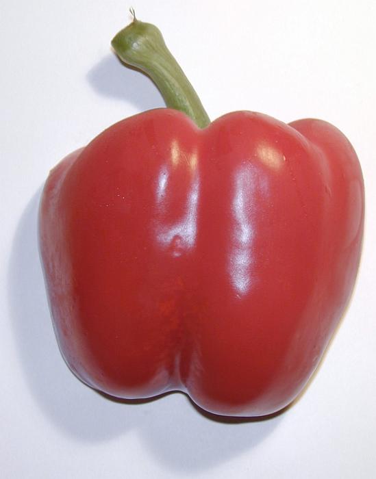 Free Stock Photo: Single fresh whole healthy red bell pepper for use as an ingredient in salads and cooking on a white background