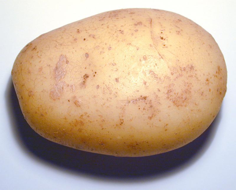 Free Stock Photo: Single whole farm fresh raw potato, a rich source of nutrients and carbohydrate, close up overhead view on white