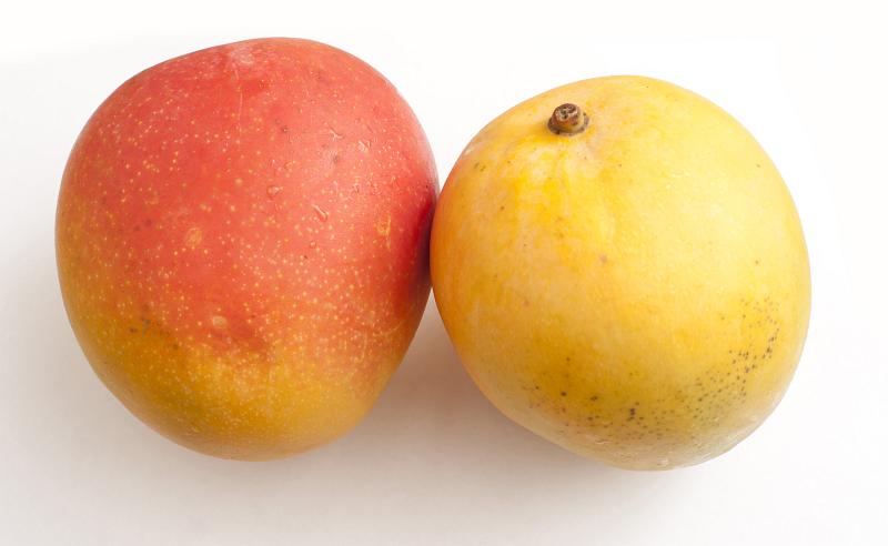 Free Stock Photo: Two ripe juicy tropical mangoes for a tasty sweet snack or dessert on a white background, one on its side and one on end
