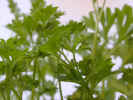 parsley1628.jpg (473360 bytes)
