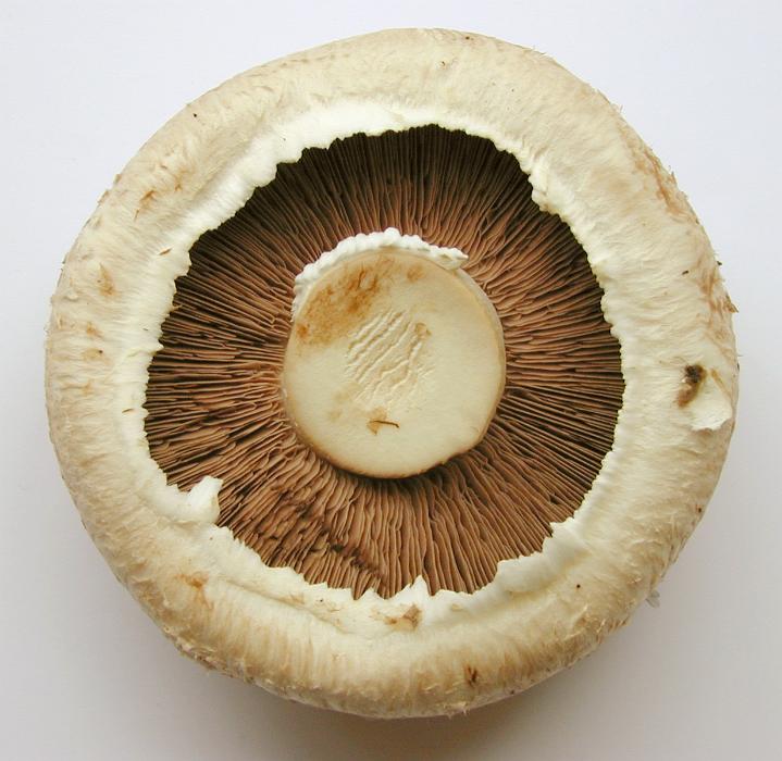 Free Stock Photo: Culinary edible fresh brown field mushroom , agaricus button mushroom or portobello mushroom viewed from below with the gills visible inside the cap, closeup view