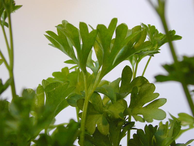 Free Stock Photo: Close up of the green leaves of fresh aromatic parsley used as a garnish or seasoning in cooking