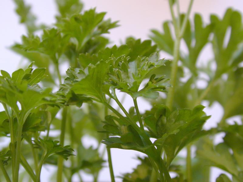 Free Stock Photo: Fresh parsley close up showing the texture of the leaves of this aromatic potherb used for seasoning in cooking and a garnish in salads