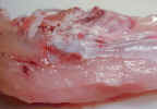 rawchicken4805.jpg (531562 bytes)