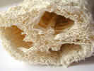 loofa0006.jpg (513075 bytes)