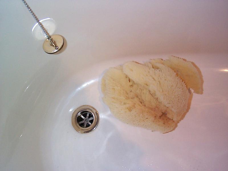 Free Stock Photo: an empty bath witha natural sponge in it for scrubbing clean