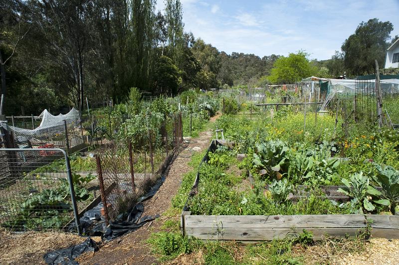 Free Stock Photo: Allotment garden with homegrown vegetables in raised wooden beds in an open rural field