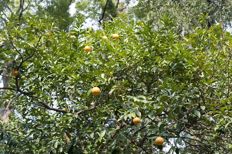 Free Stock Photo: Ripening oranges growing on a citrus tree in a garden or orchard, view from below