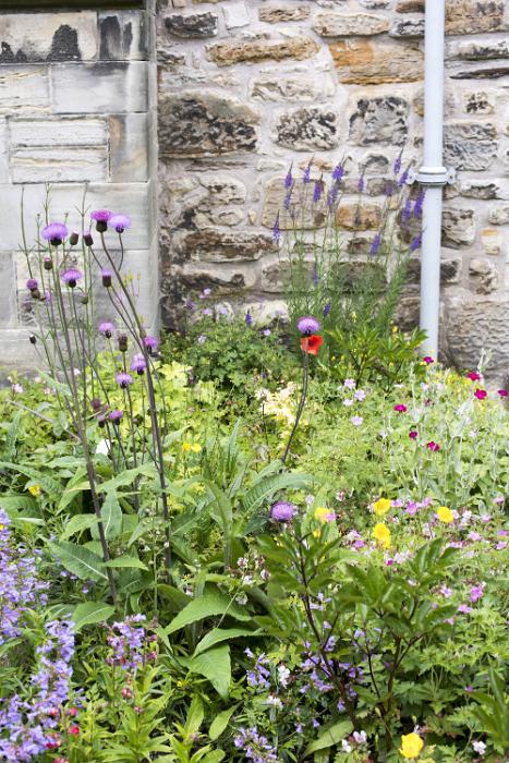 Free Stock Photo: Traditional English flower garden in summer with a profusion of flowering plants alongside an old stone wall of a cottage