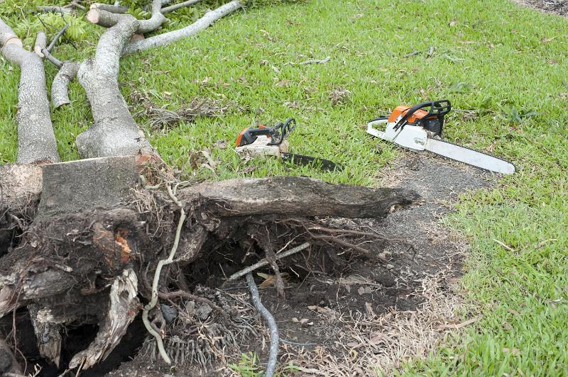 Free Stock Photo: Uprooted tree in a garden brought down by wind being cleared using a chainsaw