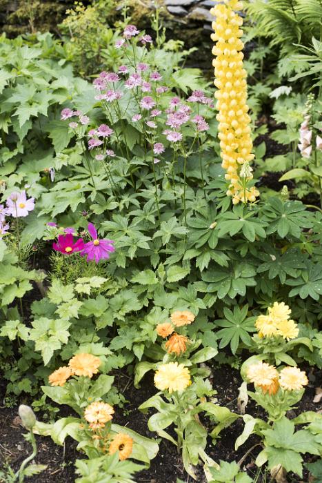 Free Stock Photo: Close up background of assorted flowers and leafy green foliage in a summer garden with yellow hollyhocks