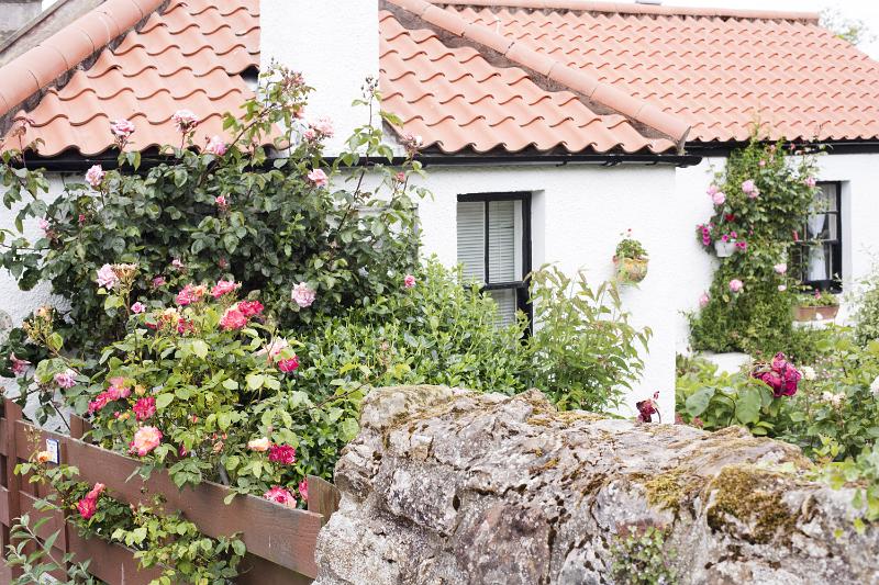 Free Stock Photo: Pretty summer garden with flowering red roses behind a rustic stone wall with house in the background