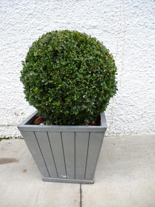 Free Stock Photo: Spherical leafy green ornamental pruned topiary in a tub standing on paving alongside a rough plaster whitewashed house wall