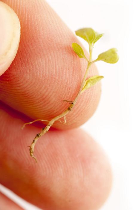 Free Stock Photo: Person holding a new freshly germinated seedling on the tip of his finger conceptual of growth and the spring season