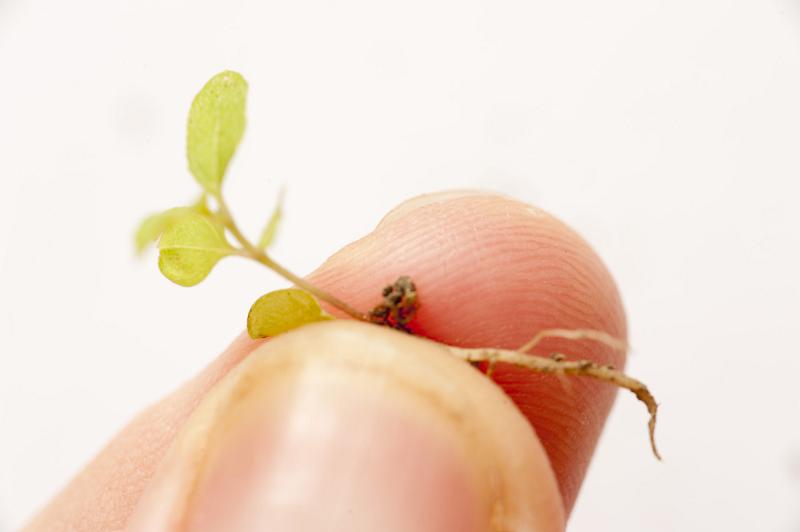 Free Stock Photo: Small young sprout of a plant for seeding viewed in close-up in fingers against white background