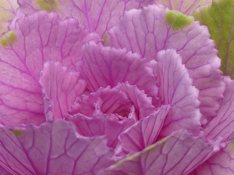 Free Stock Photo: Close-up of a nutritious ripe pink cabbage, natural source of vitamin K, vitamin C and dietary fiber
