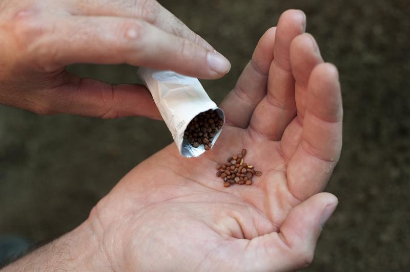 Free Stock Photo: Man tipping seeds into his hand from a packet as he prepares to plant them in the soil in spring