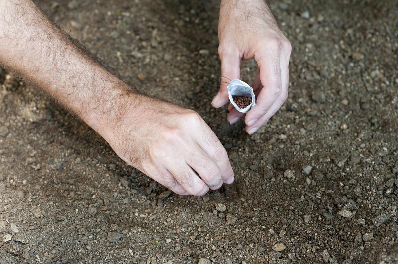 Free Stock Photo: Hands of a man planting seeds in the soil which has been prepared by tilling and raking