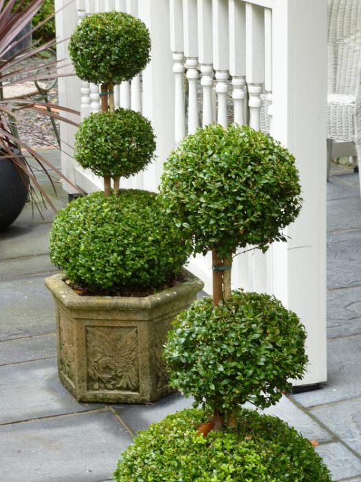 Free image of two potted topiaries on either side of an entrance Free image of two potted topiaries on either side of an entrance