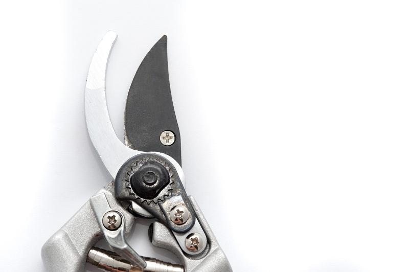 Free Stock Photo: Pair of secateurs or pruning shears for pruning plants in the garden showing the ratchet mechanism and sharp blades in the open position on white with copyspace