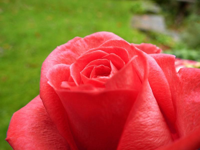 Free Stock Photo: Close-up of a scented red rose with delicate petals, symbol of spring, grown in a garden with green grass