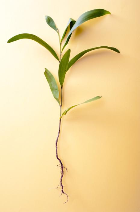 Free Stock Photo: New young seedling with fresh green leaves and a single tap root displayed on a yellow background