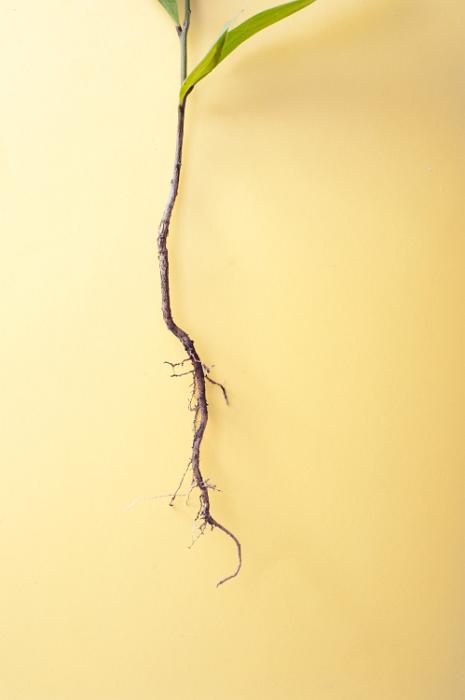 Free Stock Photo: Long seeding root of a young plant sprout shown in close-up on yellow background
