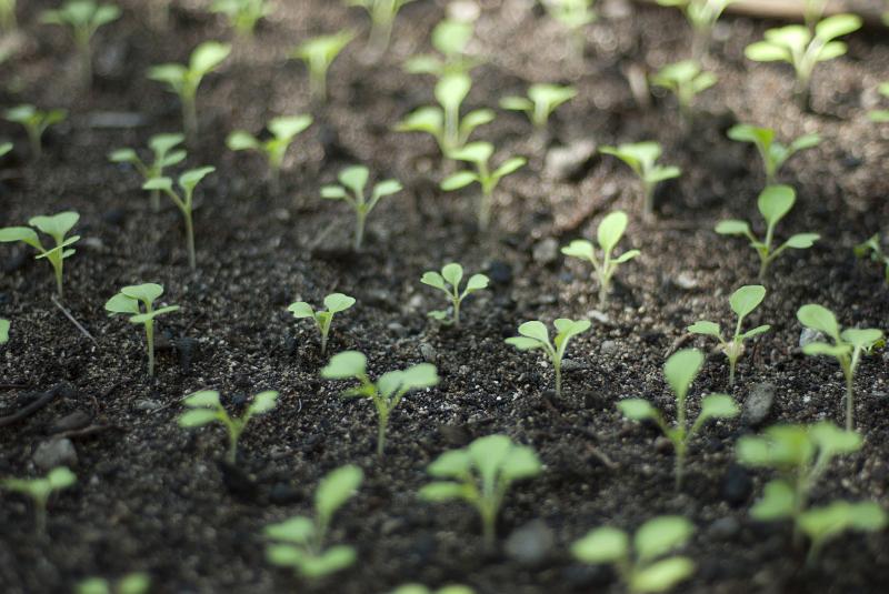 Free Stock Photo: Neat rows of young vegetable seedlings sprouting in spring planted out in the soil of a vegetable garden or allotment