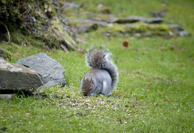 Free Stock Photo: Wild grey squirrel foraging for seeds in a garden that have been scattered on a green grassy lawn to entice him