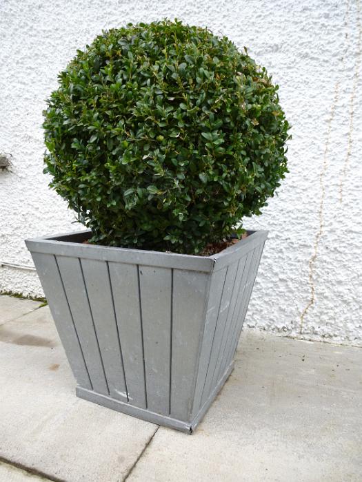 Free Stock Photo: Spherical leafy green topiary tree or shrub in a tub against a white rough plastered exterior wall of a building in a gardening concept