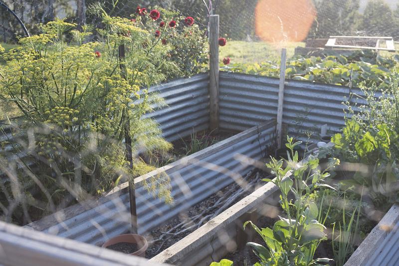 Free Stock Photo: Small vegetable plot enclosed in corrugated iron in a rural garden with fresh plants in summer or spring