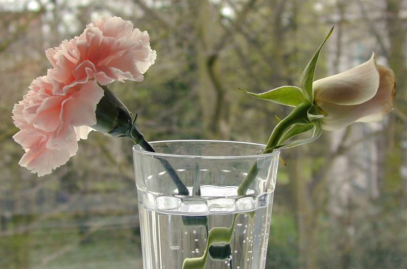 Free Stock Photo: Single pink rose and carnation in a glass vase, close up view against a window with a garden view