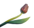 woodenflower.jpg (196327 bytes)