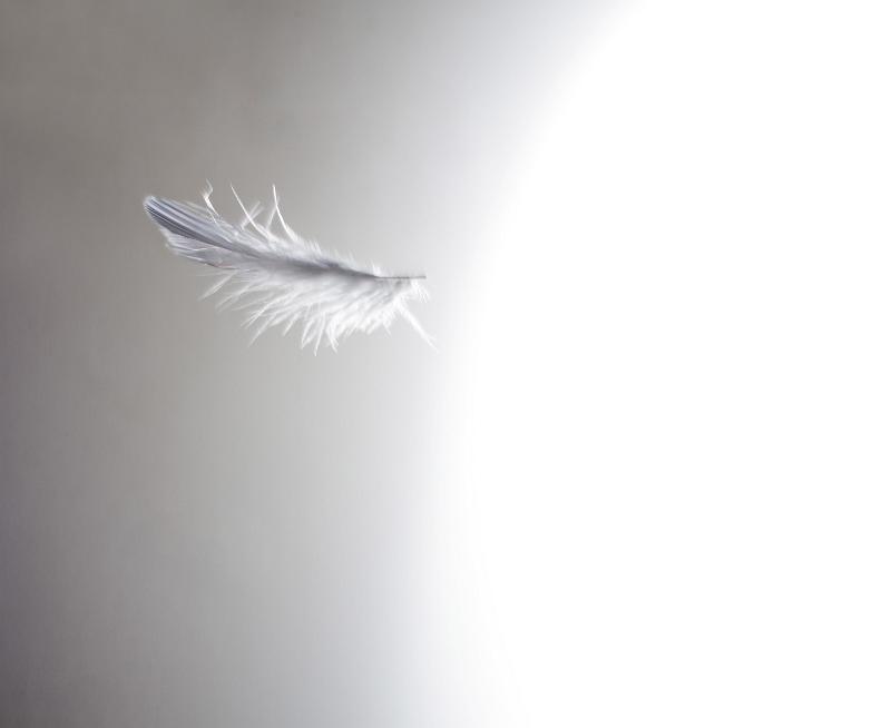 Free Stock Photo: Delicate white floating feather on graduated grey background with copy space