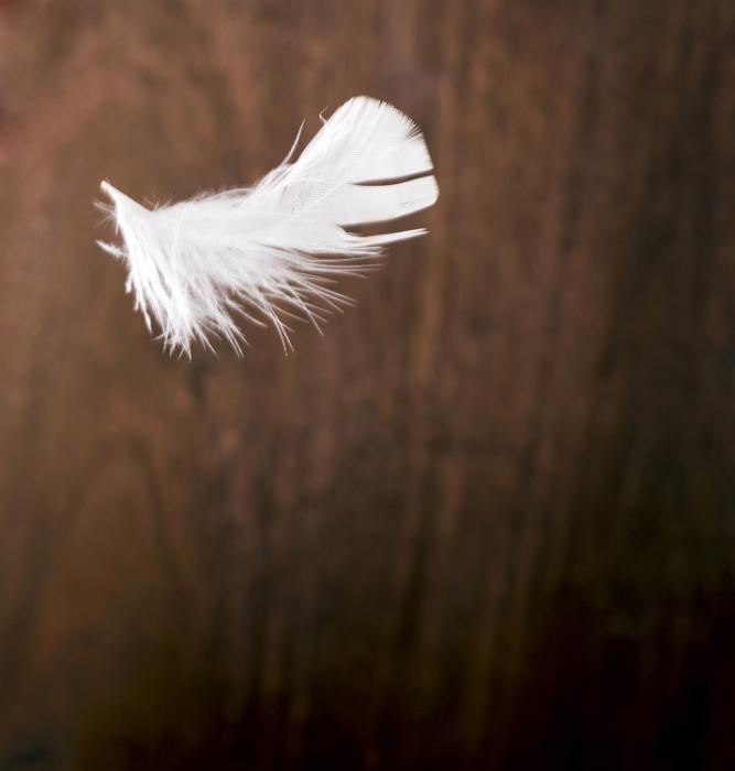 Free Stock Photo: Light As A Feather concept with floating white bird feather against an out of focus wooden background with copy space