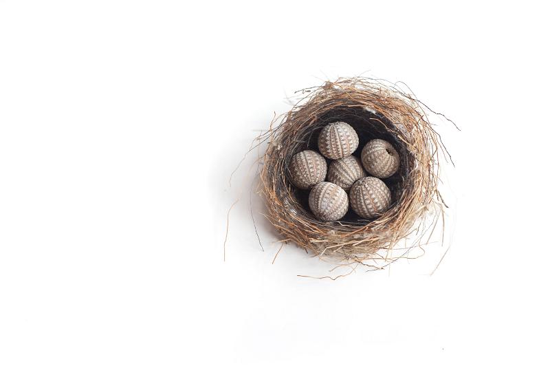 Free Stock Photo: Concept of unhatched or undeveloped ideas with an overhead view of sea urchins nestling in a birds nest isolated on white with copy space