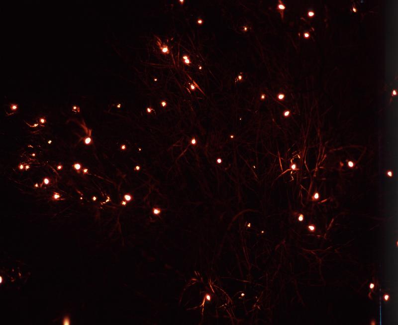 Free Stock Photo: background of warm white mini lights in the darkness
