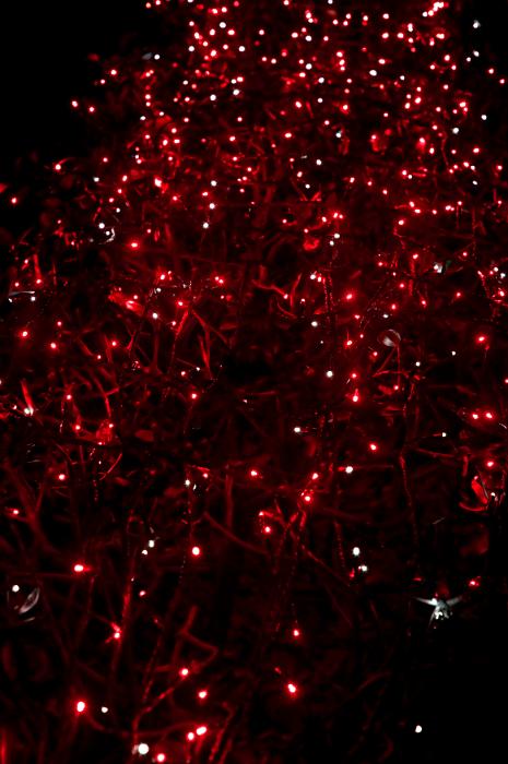 Free Stock Photo: a mesh of red coloured twinkly fairy lights on dark background