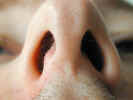 nose2329.jpg (489209 bytes)