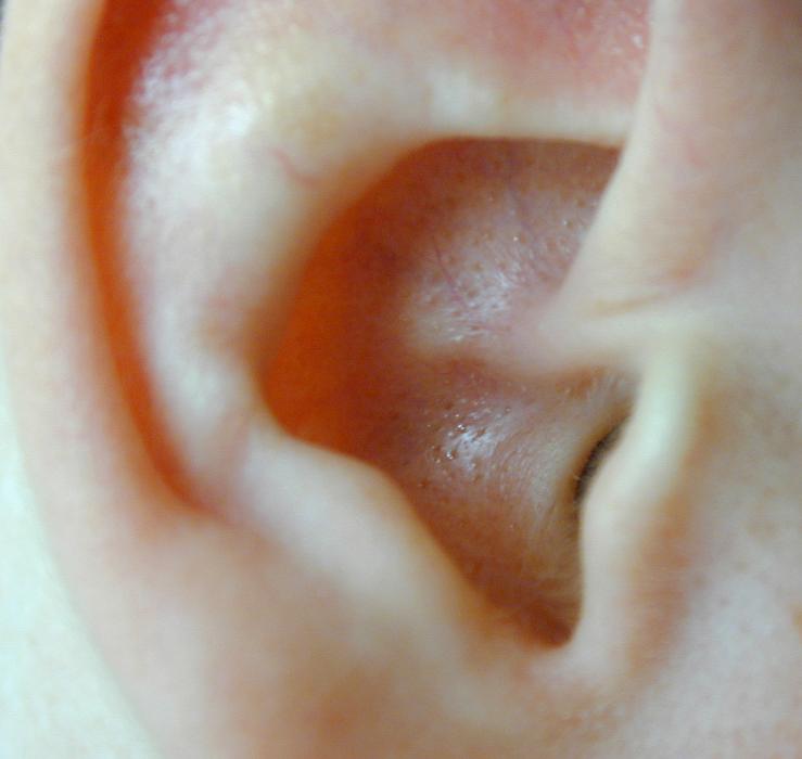 Free Stock Photo: Extreme Anatomy Close Up of Human Ear