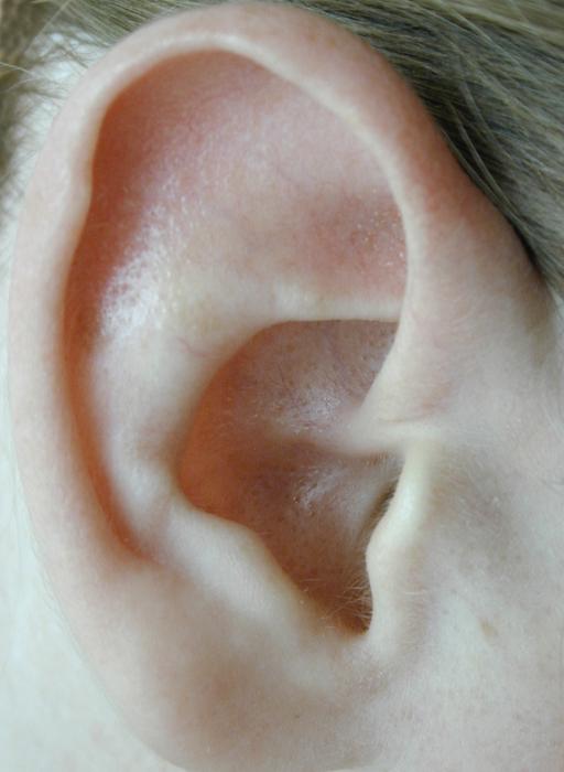 Free Stock Photo: Human auricle, external part of the ear or auditory system, organ able to hear sounds, close-up