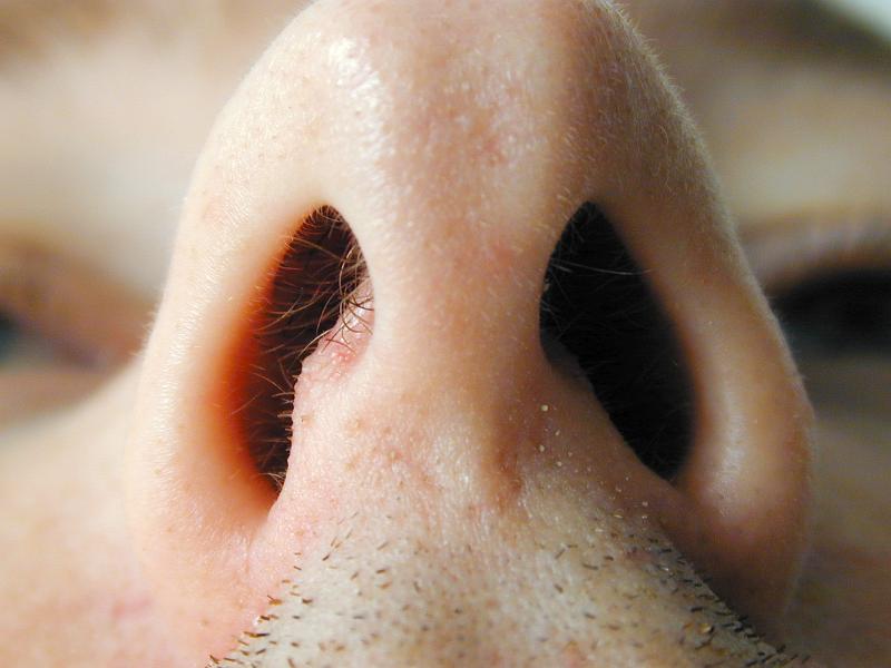 Free Stock Photo: Close up view up a mans nose and nostrils with stubble on the upper lip