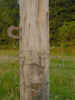 barbedwirepost00060.jpg (325438 bytes)