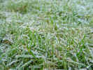 frostygrass00409.jpg (855314 bytes)