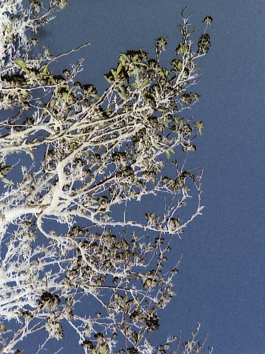 Free Stock Photo: Abstract pattern in nature formed by the intricate tracery of intertwined tree branches against a blue sky