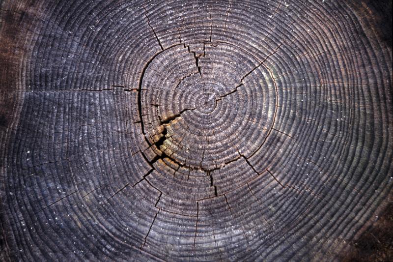 Free Stock Photo: Concentric clearly defined annual growth rings on a cut tree stump displayed in an arboretum, close up overhead view